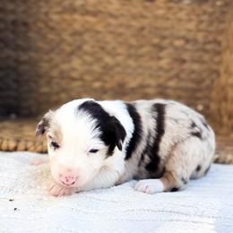 Glitter - Red merle female Australian Shepherd puppy in Unionville, Iowa from Soap Creek Kennels
