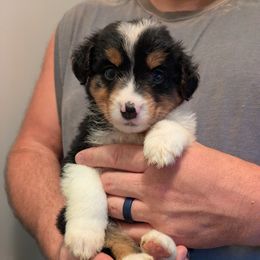 Aussiedoodle, Australian Shepherd, and Golden Retriever Puppies from Hope & Joy Acres