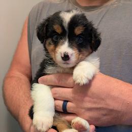 Aussiedoodle, Australian Shepherd, and Golden Retriever Puppies from Hope & Joy Acres