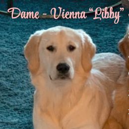 Libby - Golden Retriever
