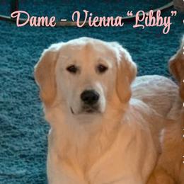 Libby - Golden Retriever