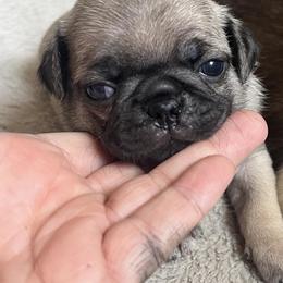 Pugs from Cook Grandy