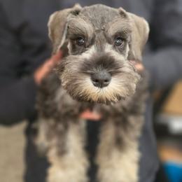 Batik - Salt and pepper male Miniature Schnauzer puppy in Piedmont, Oklahoma from J&K's Miniature Schnauzers