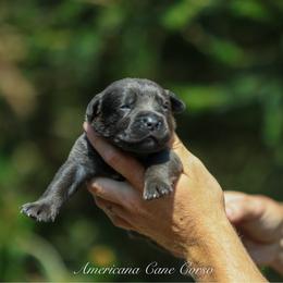 Bishop - Gray male Cane Corso puppy in Cable, Ohio from Americana Cane Corso