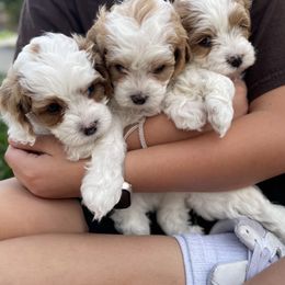 Cavapoo Puppies from Ellas.Pups