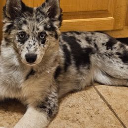 Freya - Blue Companion Cross puppy in Farmville, Virginia from Limited Edition Pomskies
