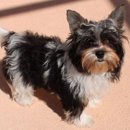 Yorkshire Terriers from Yorkies of Hibiscus Walk