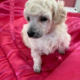 Dolly - White female Poodle puppy in Lake Elsinore, California from Amber's Bichon Frise and Poodles