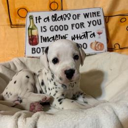 Zin - White and black male Dalmatian puppy in Claremore, Oklahoma from Lotsofdots Dalmatians
