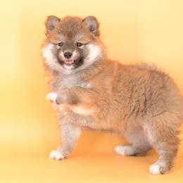 Miko - Wooly Red Girl - Red female Shiba Inu puppy in Neosho, Missouri from Sunny Terrace Shibas