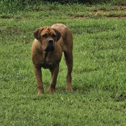 MMA BORDEAUX Black Mamba Kobe - Mahogany male Dogue de Bordeaux puppy in Georgia from Magnificent Mastiffs of Atlanta
