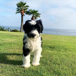 Tibetan Terrier Puppies from Zara Tibetan Terriers