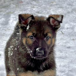 German Shepherds from Bluegrass Acres LLC