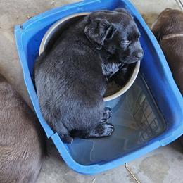 Boy 5 - male Labrador Retriever puppy in Olivehust, California from Dogwood Labradors