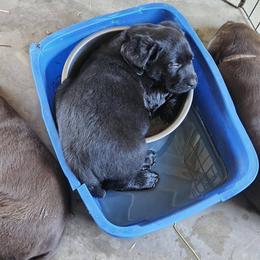 Boy 5 - male Labrador Retriever puppy in Olivehust, California from Dogwood Labradors