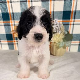 Kia - Black and white female Bernedoodle puppy in Luana, Iowa from Country View Bernedoodles and Goldendoodles