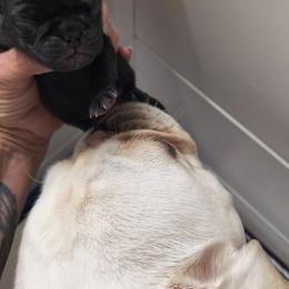 Boy 1 - Black male Pug puppy in Maxwell, New Mexico from khshibas-khpugs