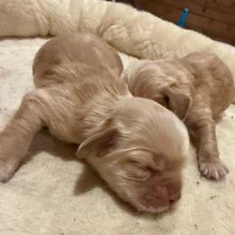Teddy - Buff male Cocker Spaniel puppy in Lake, Mississippi from MGs Cockers