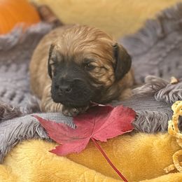 Remington - Sable male Saint Berdoodle puppy in Swartz Creek, Michigan from Whisky Paws Saint Berdoodles and Poodle Pups