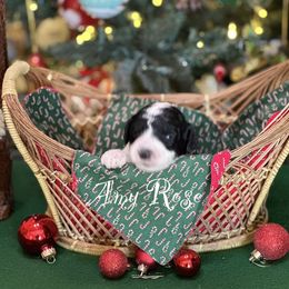Australian Labradoodle Puppies from Sandcastle Labradoodles