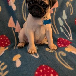 Pug Puppies from Lisa's Pugalicious Pugs