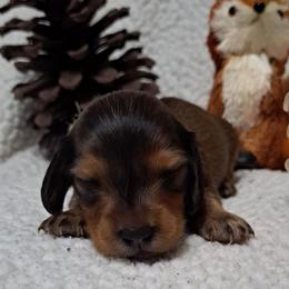 Boy 1 - Cream male Dachshund puppy in Franklin, Georgia from Lakeside Kennels of Franklin
