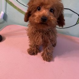 Poodle Puppies from House of  Red Toy Poodles