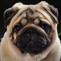 Pugs from Kelz Pugz