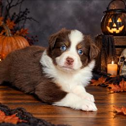 Brooklyn - Red tri-color female Australian Shepherd puppy in Fultonville, New York from Sandy Aussies, Mini Dachshunds & Pomeranians