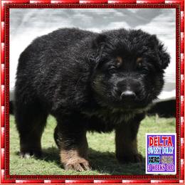 DELTA - Black and red female German Shepherd puppy in Murrieta, California from Diamond Oaks German Shepherds