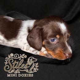 Cupid - Piebald male Dachshund puppy in South Fulton, Tennessee from Stiles' Mini Doxies