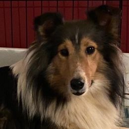 Shetland Sheepdogs from Romestar Shelties