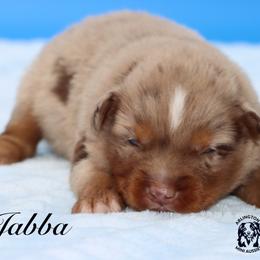 Badger - Red merle male Miniature Australian Shepherd puppy in Weeki Wachee, Florida from Arlington's Mini Aussies