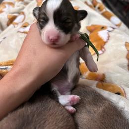 Green collar girl - Red female Pembroke Welsh Corgi puppy in Flat Rock, Alabama from Fluffy Butt Acres