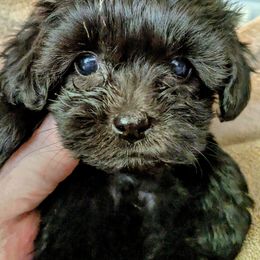 Saleen - Black and silver female Havapoo puppy in Searcy, Arkansas from BAK Home Pups