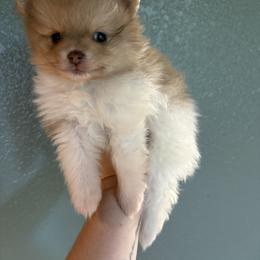 Graham cracker - Cream parti female Pomeranian puppy in Anchorage, Alaska from Arctic Pomeranians