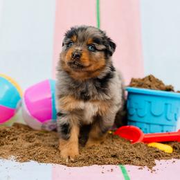 Reef - Blue merle male Australian Shepherd puppy in Eubank, Kentucky from Ashlee's Aussies