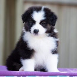 Australian Shepherds from Stormridge Australian Shepherds