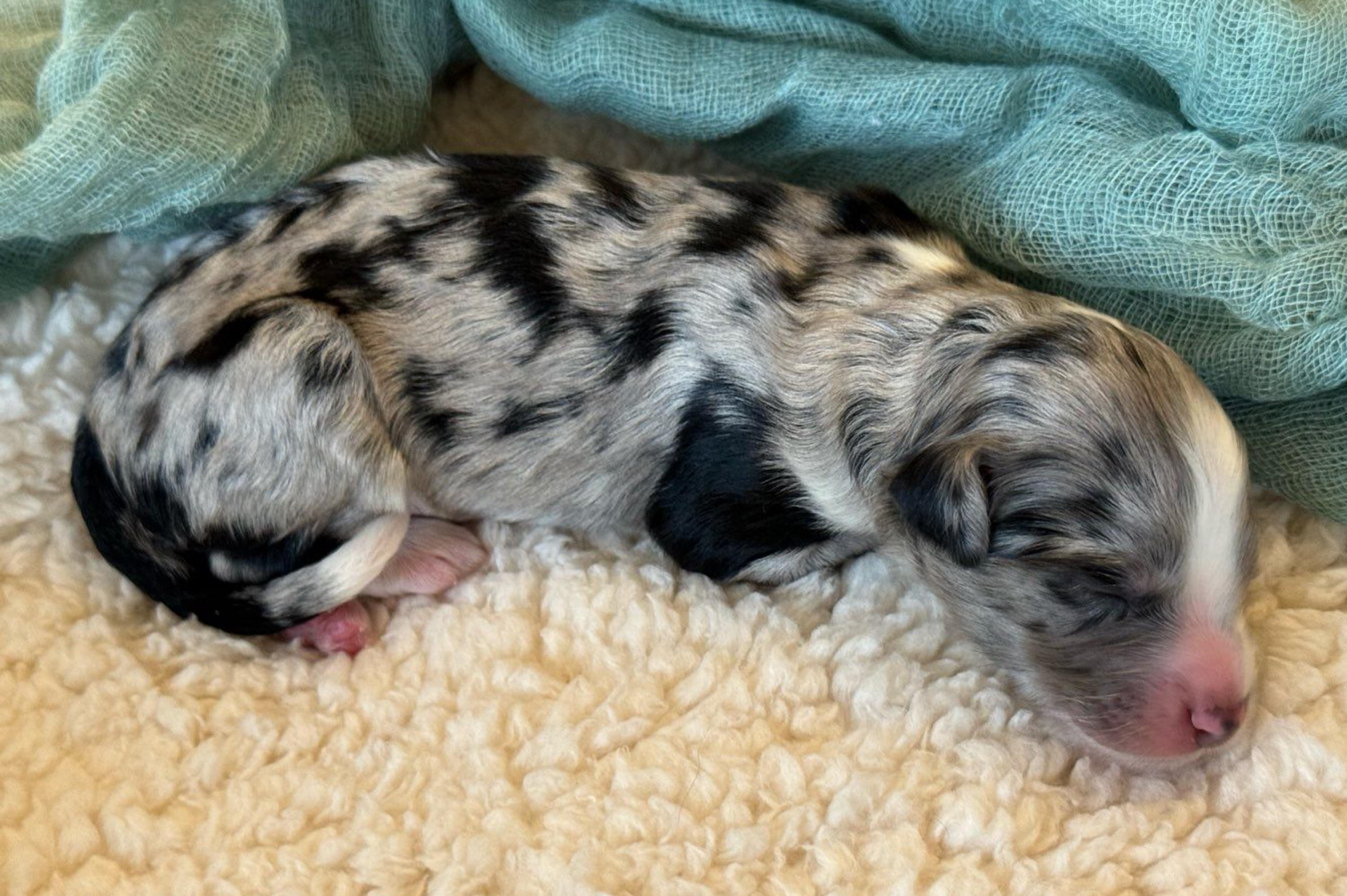 “Sprinkles” Girl 2 (blue merle) - Blue merle Aussiedoodle puppy in Ayden, North Carolina from Sugar Creek Oodles