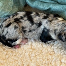 “Sprinkles” Girl 2 (blue merle) - Blue merle Aussiedoodle puppy in Ayden, North Carolina from Sugar Creek Oodles