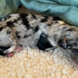 “Sprinkles” Girl 2 (blue merle) - Blue merle Aussiedoodle puppy in Ayden, North Carolina from Sugar Creek Oodles