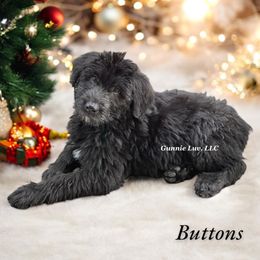 Schnoodle Puppies from Gunnie Luv, LLC