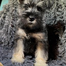Miniature Schnauzer Puppies from BirBrie's Babies