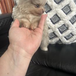 Pooh - Blue merle male Pomeranian puppy in Randleman, North Carolina from Luxurious Poms