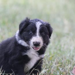Cam - Black female Border Collie puppy in Tylertown, Mississippi from Cool Meadow Farms