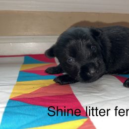 Scottish Terrier Puppies from Oodles of Cuties!