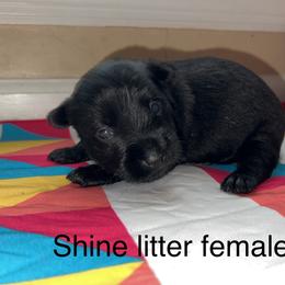 Scottish Terrier Puppies from Oodles of Cuties!
