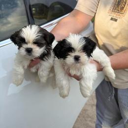 Girl 3 - Black and white female Shih Tzu puppy in Seguin, Texas from Dolled Up Shih Tzus