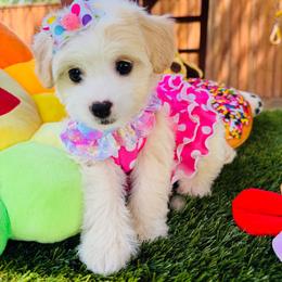 ALOHA - Cream female Maltipoo puppy in Sugar Land, Texas from Celebrity Maltipoos