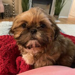 Rhett - Shih Tzu